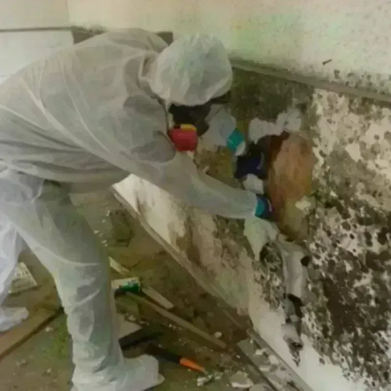 Mold Remediation and Removal in Winterville, GA